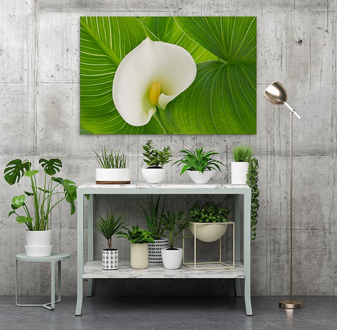 White calla lily