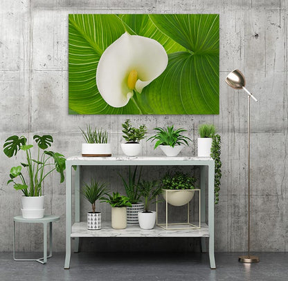 White calla lily