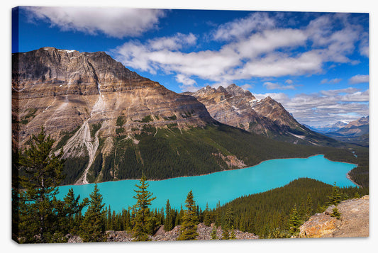 Peyto view