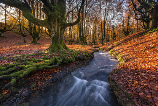 Deep in the Otzarreta Forest