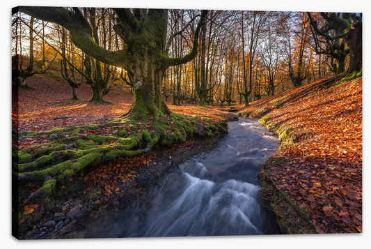 Deep in the Otzarreta Forest