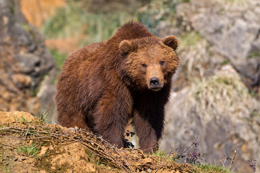 Grizzly bear