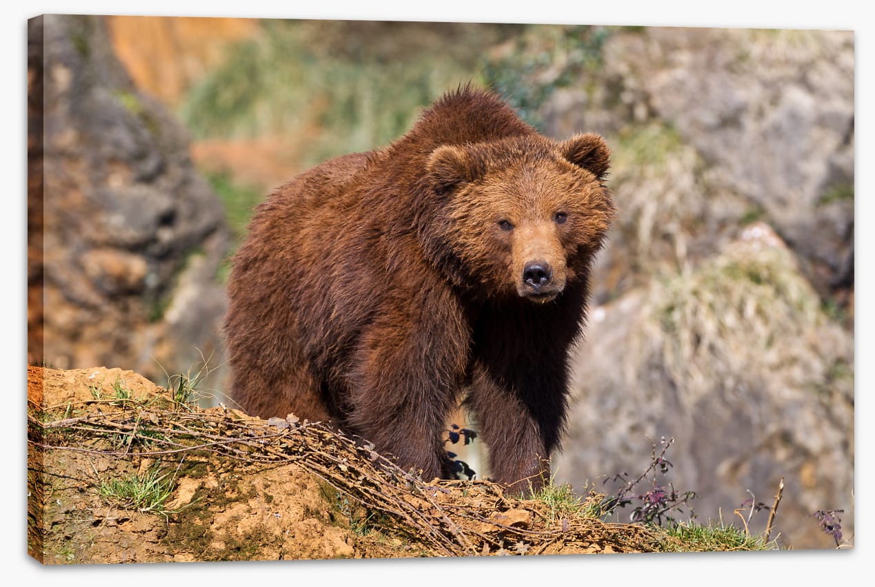 Grizzly bear