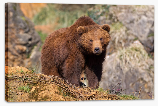 Grizzly bear
