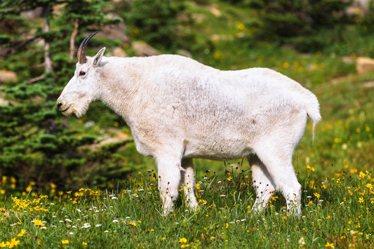Billy goat gruff