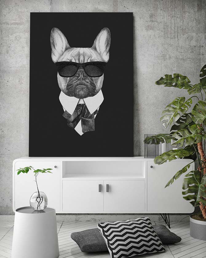 Suave french bulldog