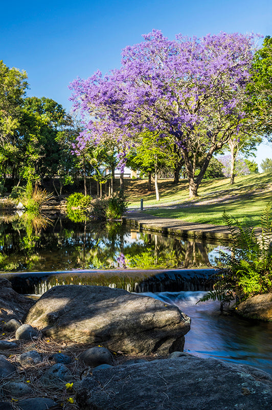 Morning Jacaranda