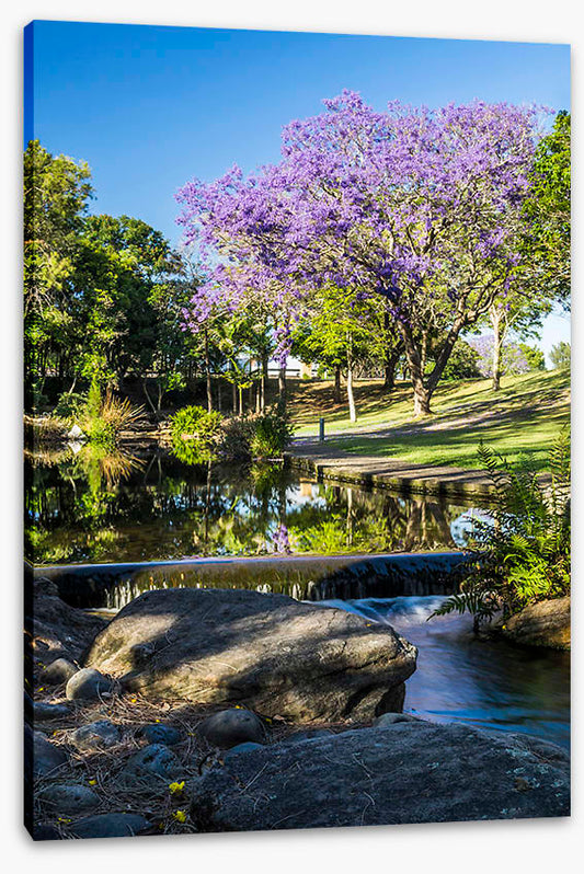 Morning Jacaranda