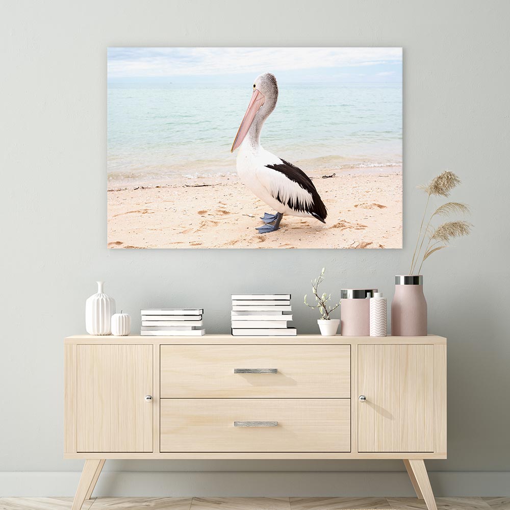 Monkey Mia pelican