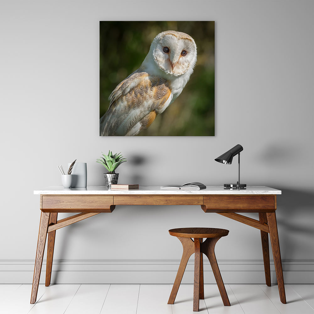 Watchful barn owl