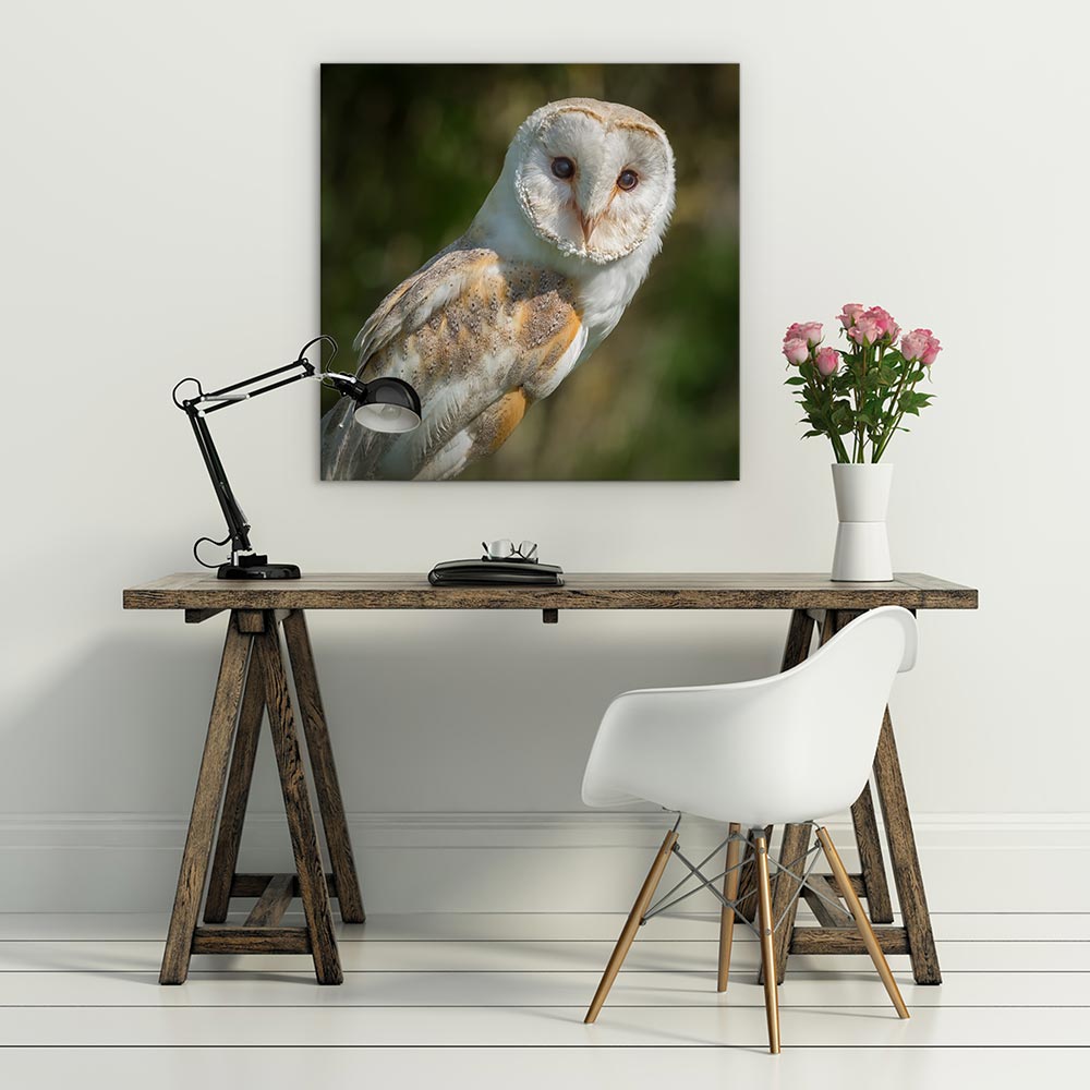 Watchful barn owl