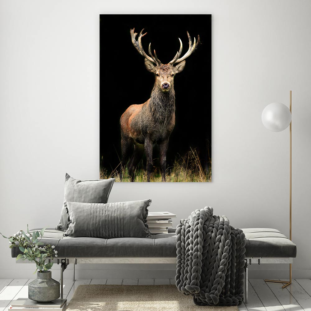 Deer in the night