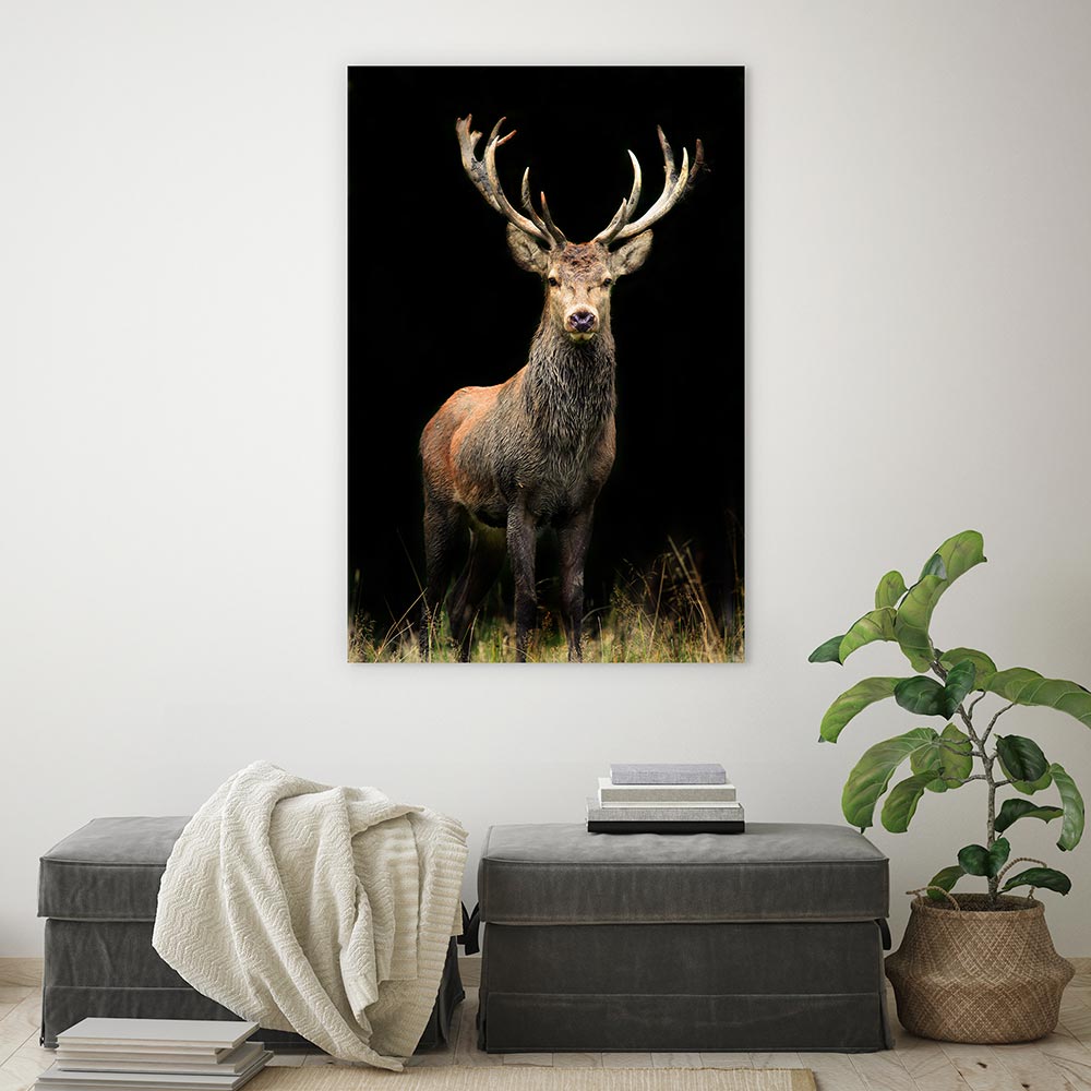Deer in the night