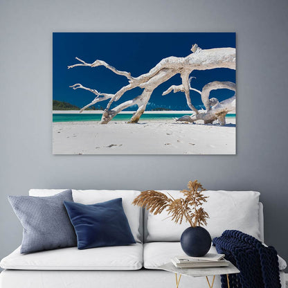 Whitehaven driftwood