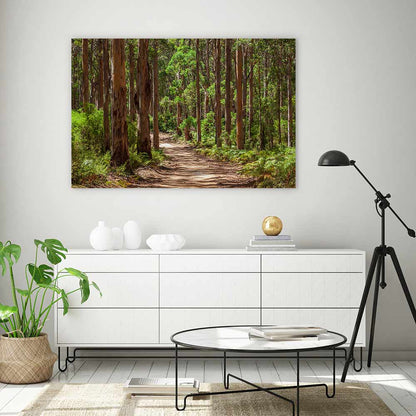 Karri forest trail