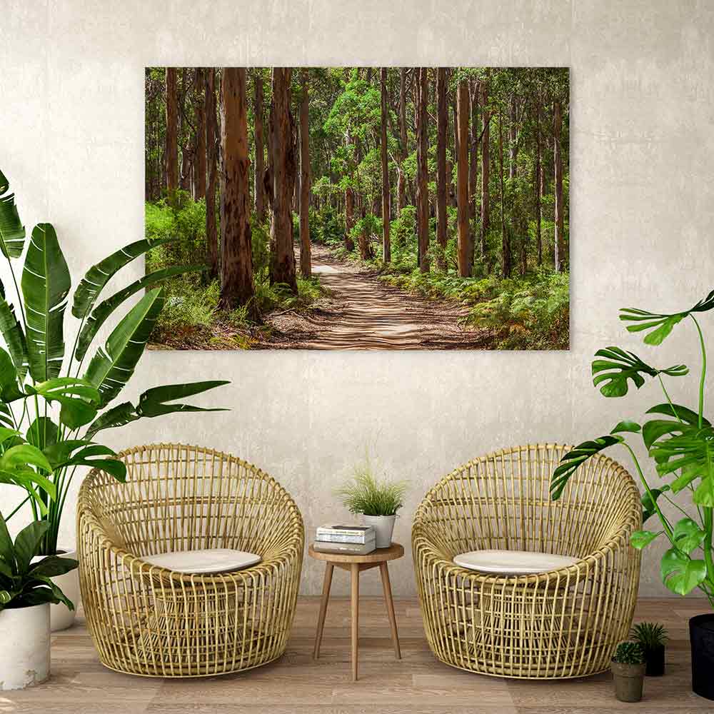 Karri forest trail