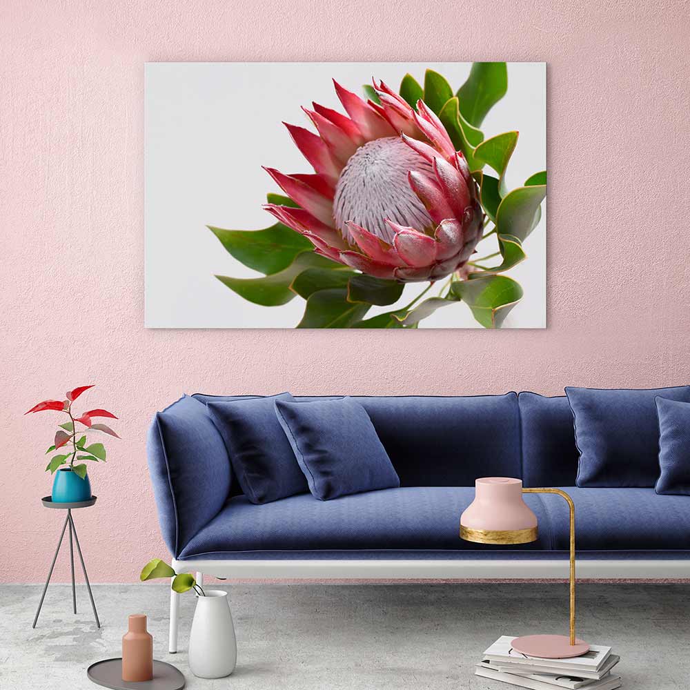 Perfect protea