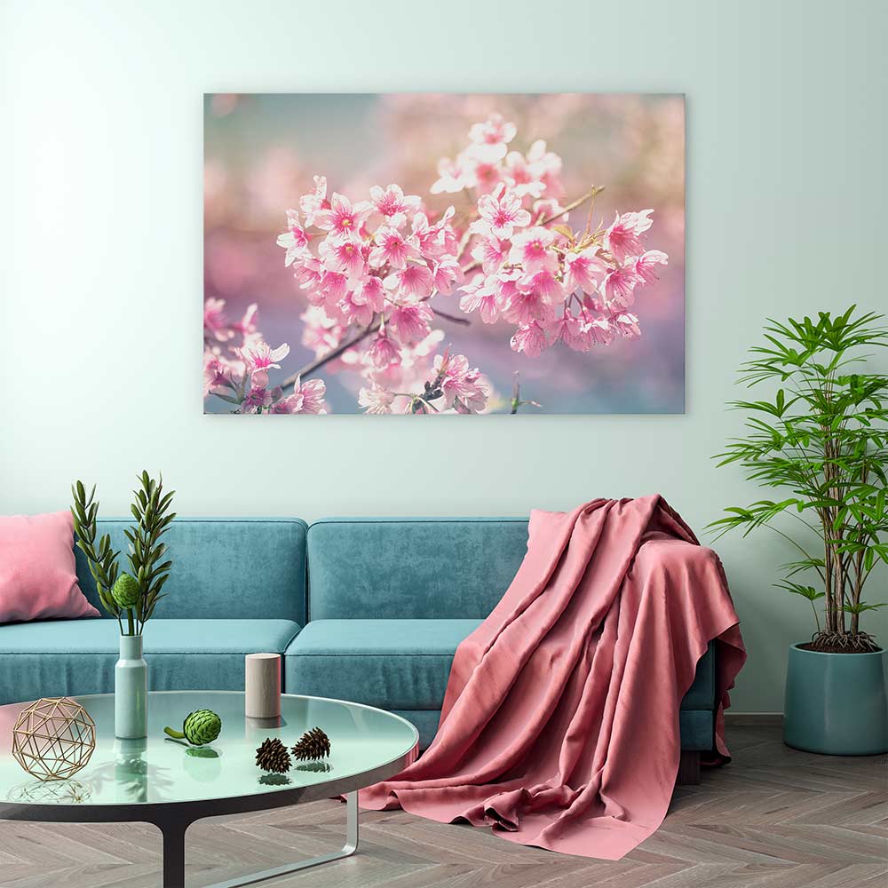 Sakura sunlight