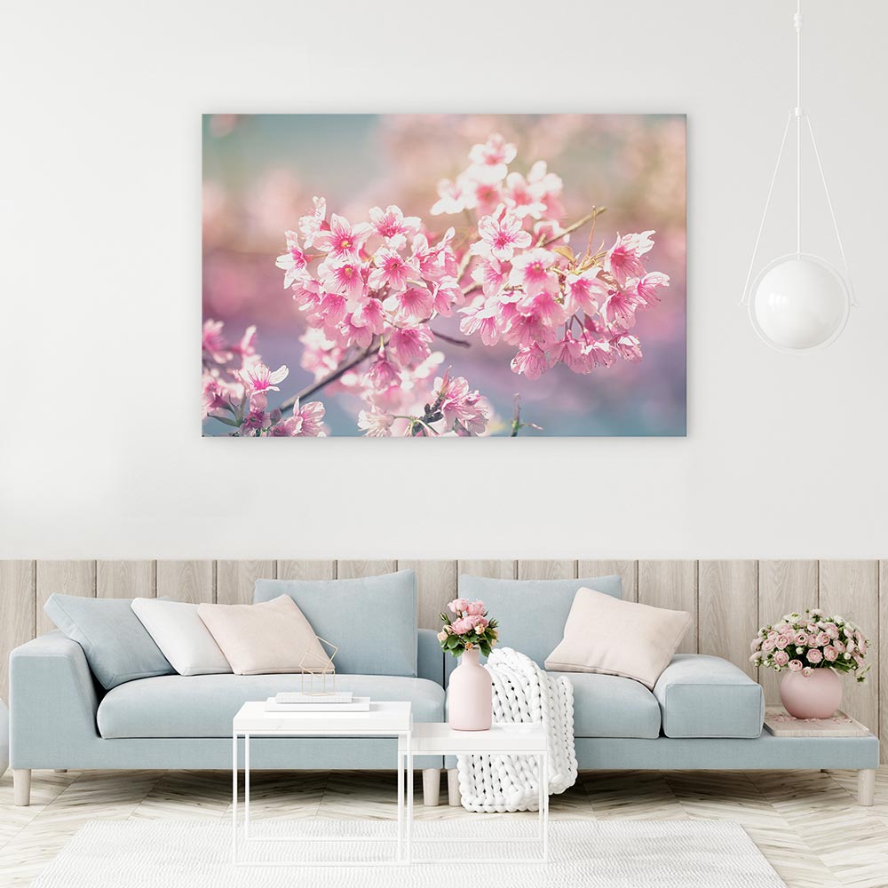 Sakura sunlight