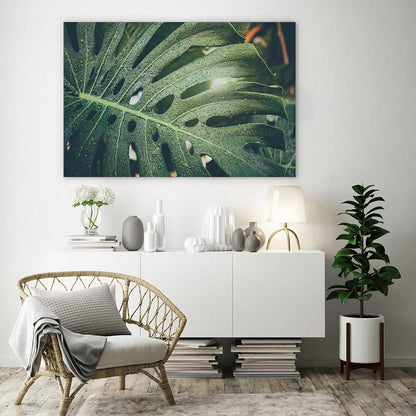 Monstera raindrops