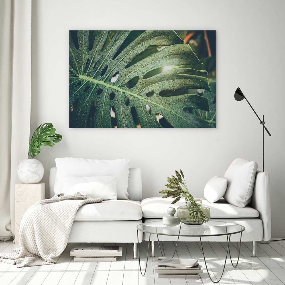 Monstera raindrops