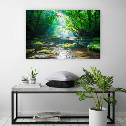 Forest river rays
