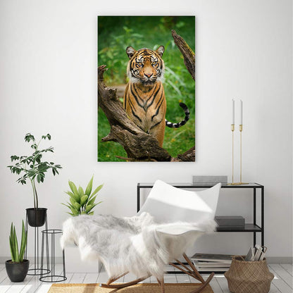 Tiger stare