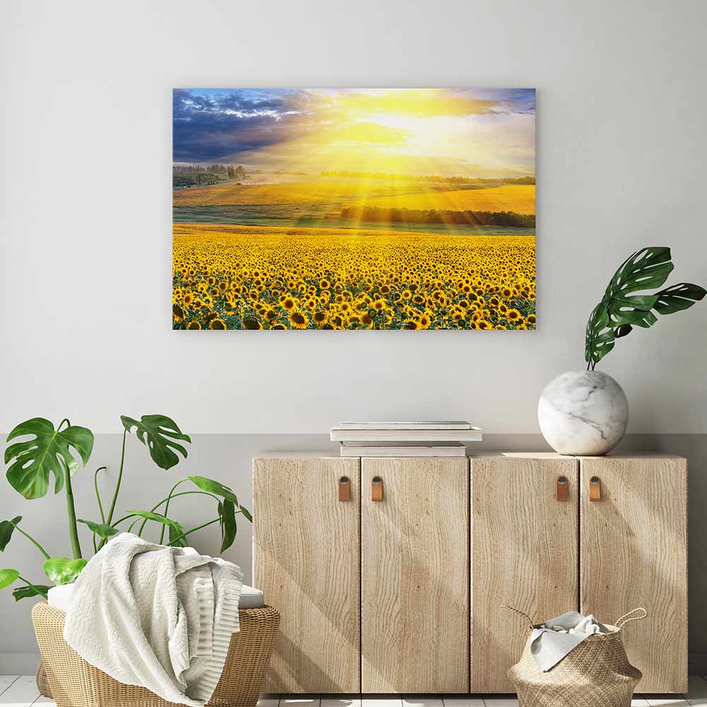 Sunflower field sunset