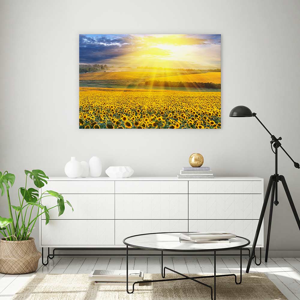 Sunflower field sunset