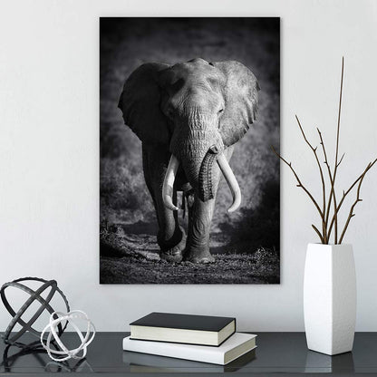 Elephant bull