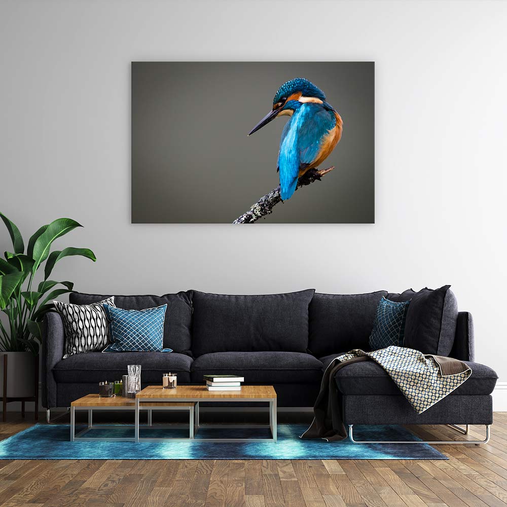 Kingfisher perched