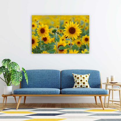 Sunflower field