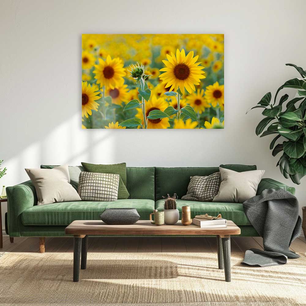 Sunflower field