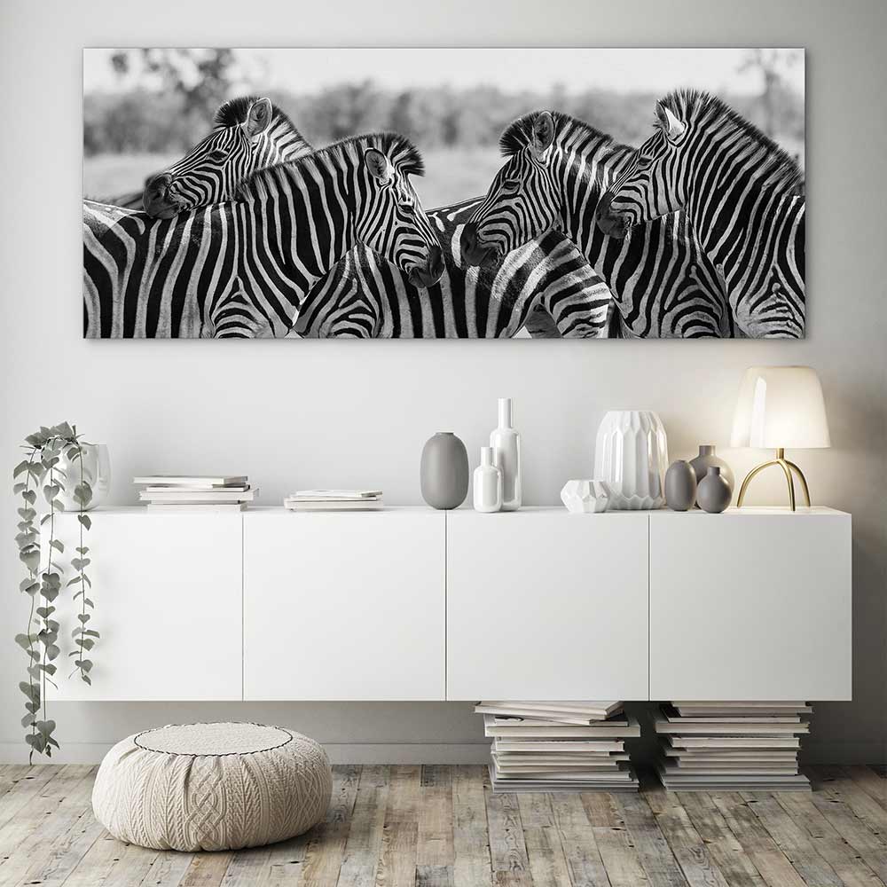 Zebra herd panoramic