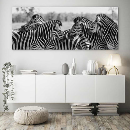 Zebra herd panoramic