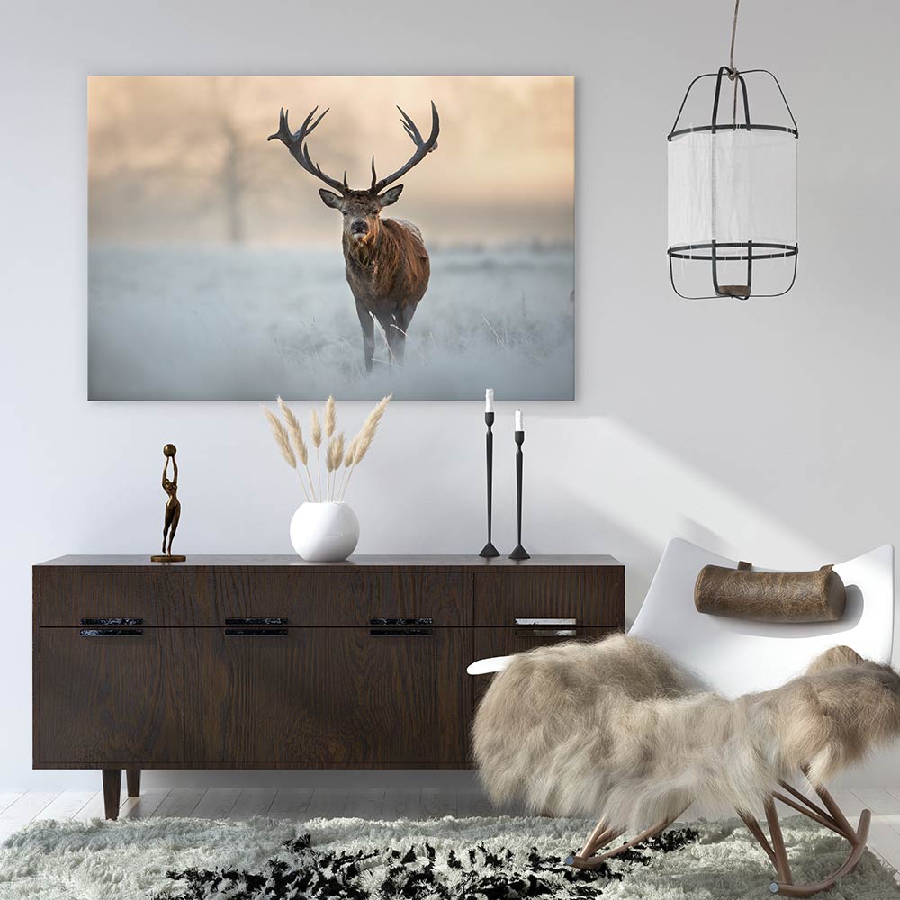 Red deer in winter