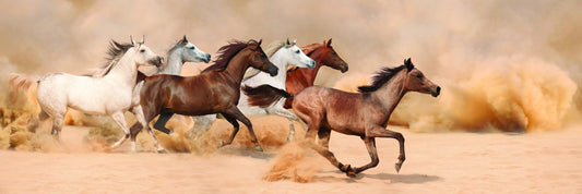 Galloping in the sand