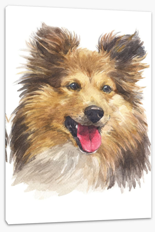 Shetland sheepdog