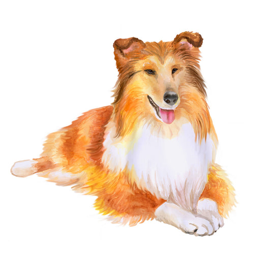 Shetland sheepdog at rest