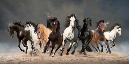 Eight galloping horses