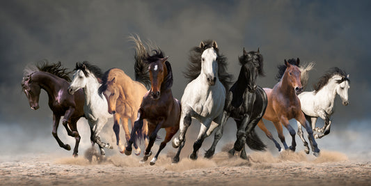 Eight galloping horses