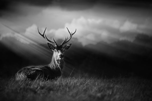 Stag in the sunlight (Custom)