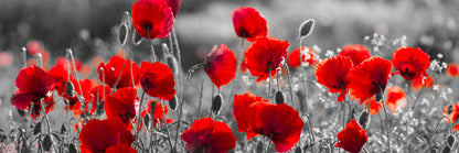 Precious poppies (Custom)