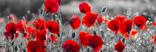 Precious poppies (Custom)
