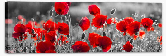 Precious poppies (Custom)