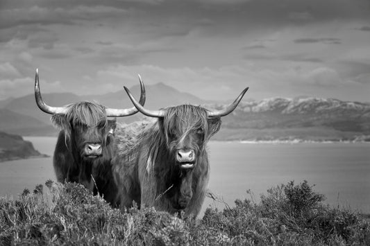 Highland cattle (Custom)