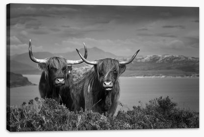 Highland cattle (Custom)