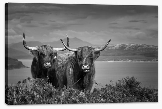 Highland cattle (Custom)