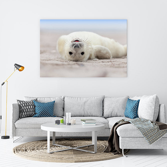 Seal smile